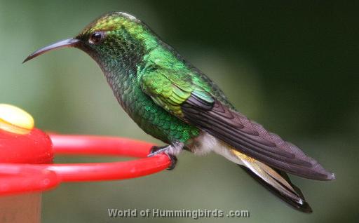 Hummingbird Garden Catalog: Coppery-Headed Emerald
